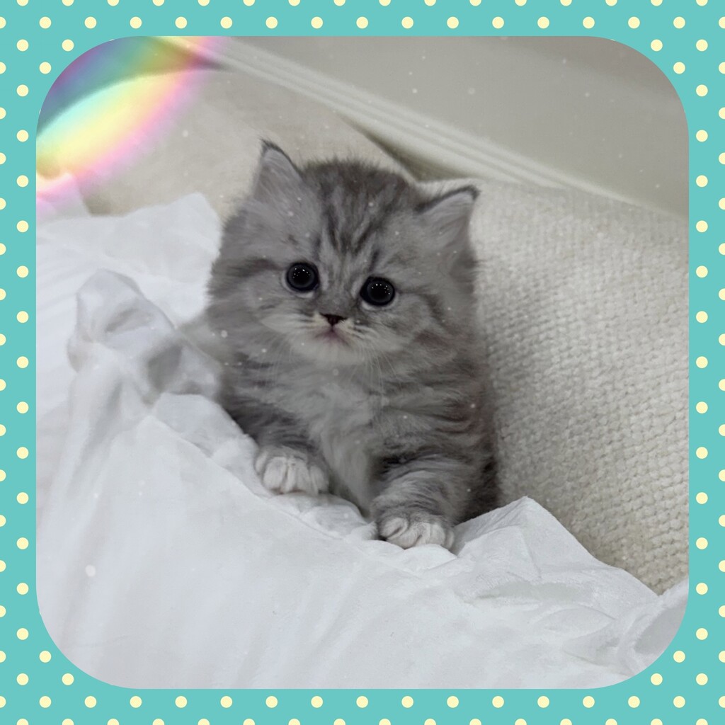 Ȯ�� �̹���