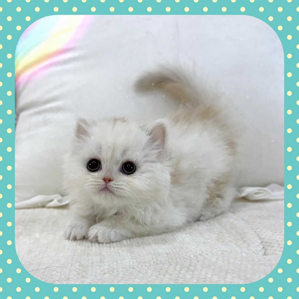 Ȯ�� �̹���