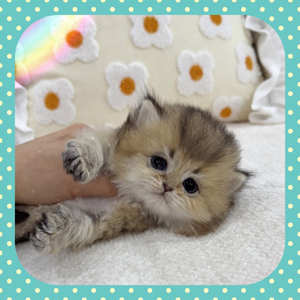 Ȯ�� �̹���