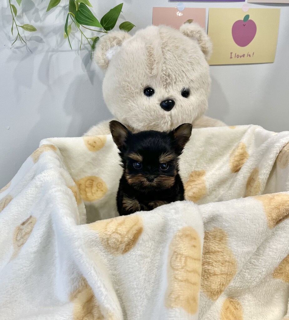 Ȯ�� �̹���