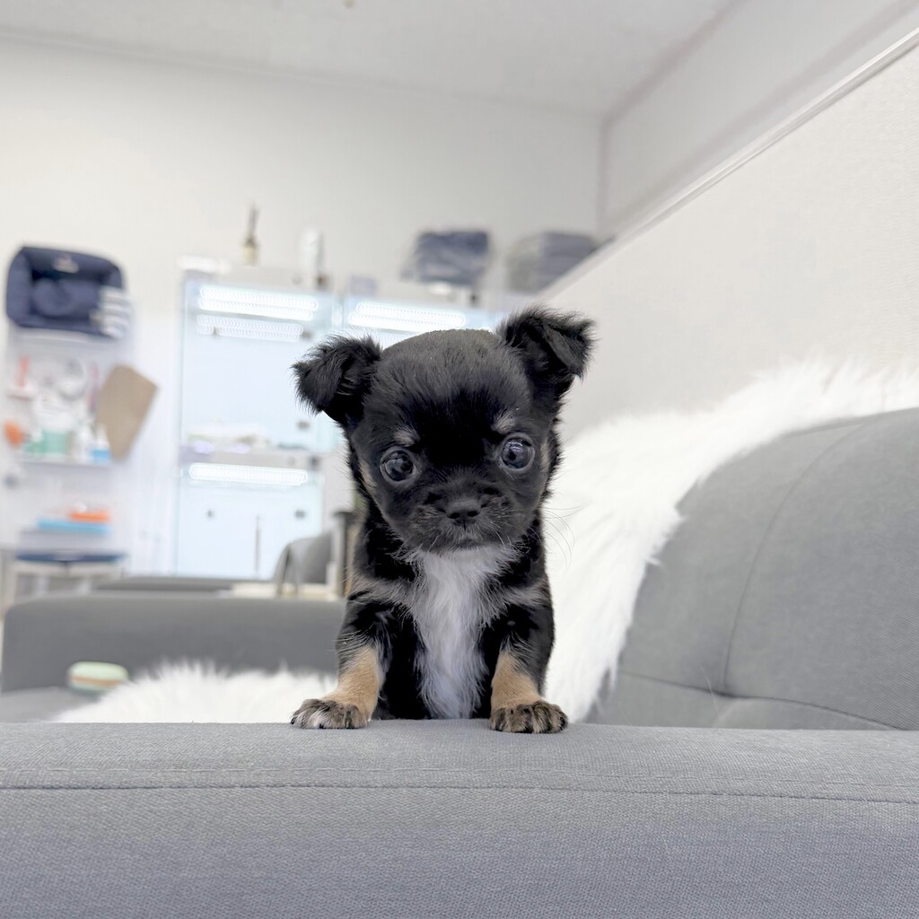 Ȯ�� �̹���