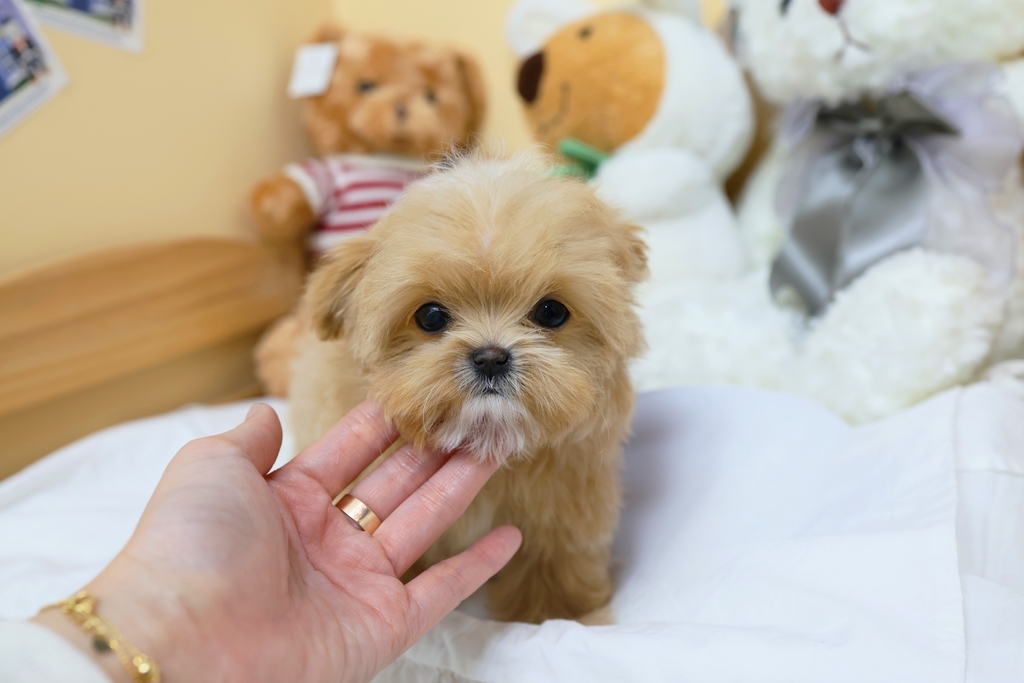 Ȯ�� �̹���