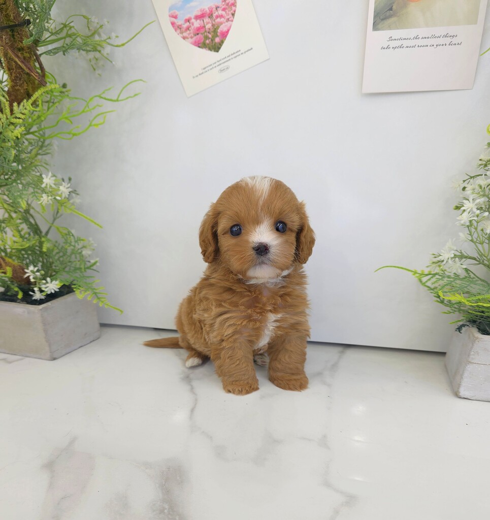 Ȯ�� �̹���