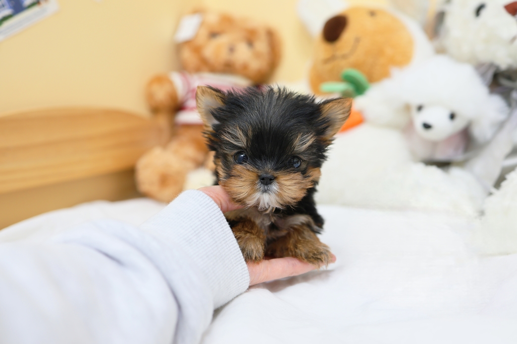 Ȯ�� �̹���