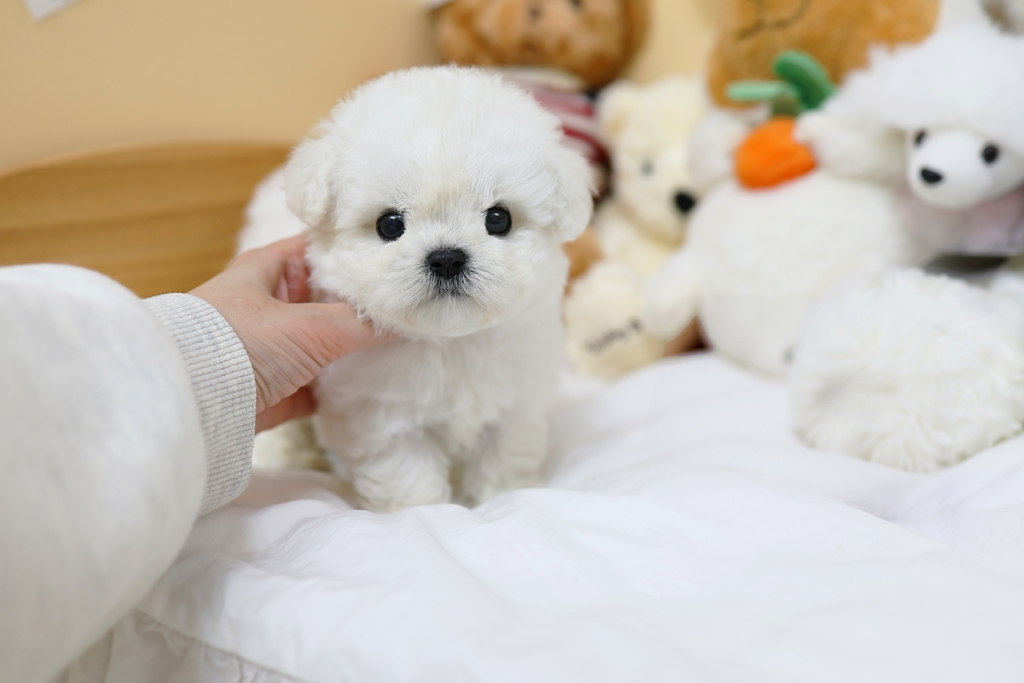 Ȯ�� �̹���