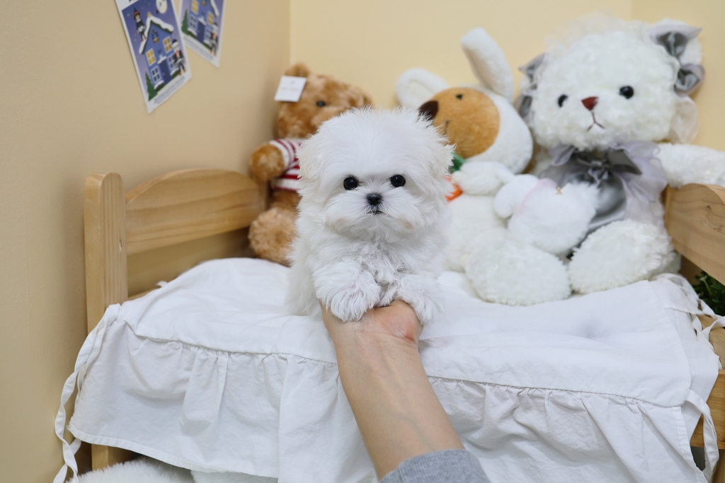 Ȯ�� �̹���