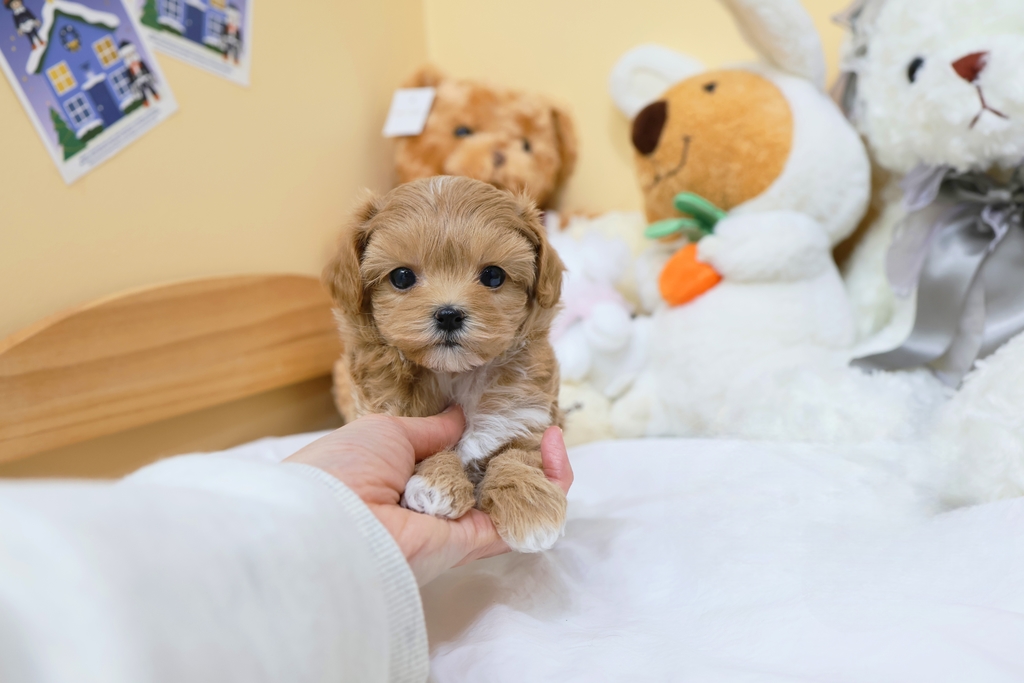 Ȯ�� �̹���