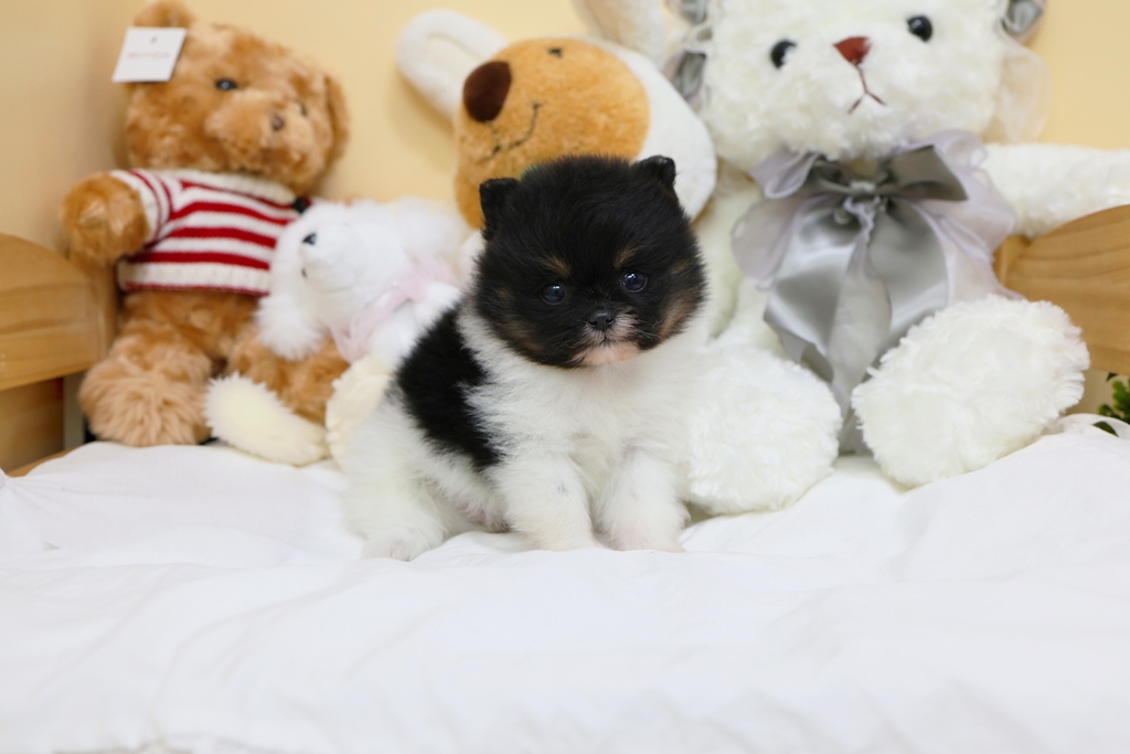 Ȯ�� �̹���