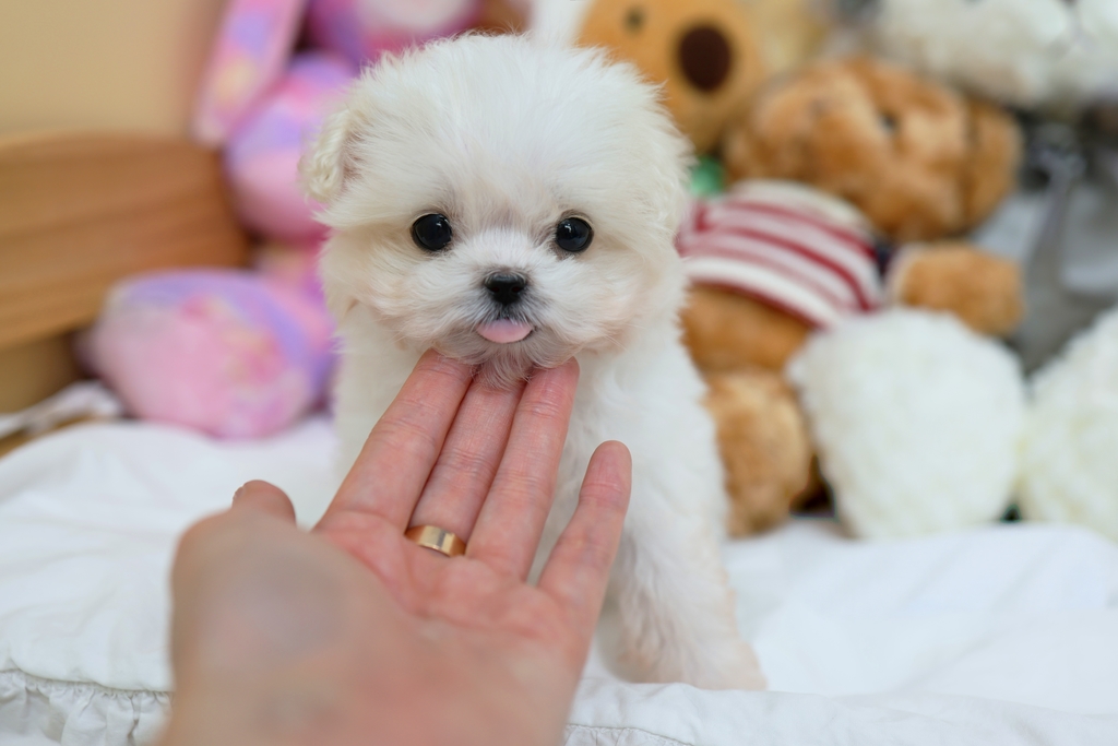 Ȯ�� �̹���