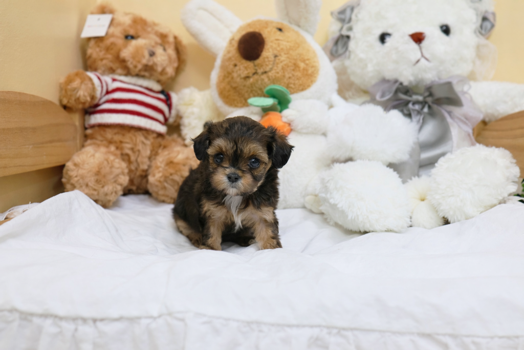 Ȯ�� �̹���