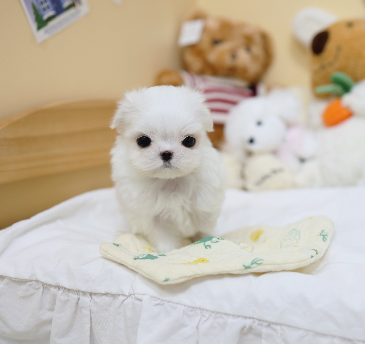 Ȯ�� �̹���