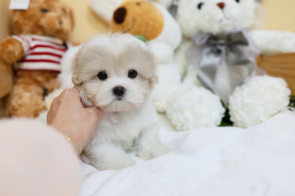 Ȯ�� �̹���