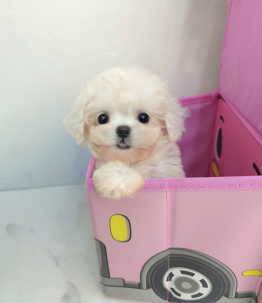 Ȯ�� �̹���