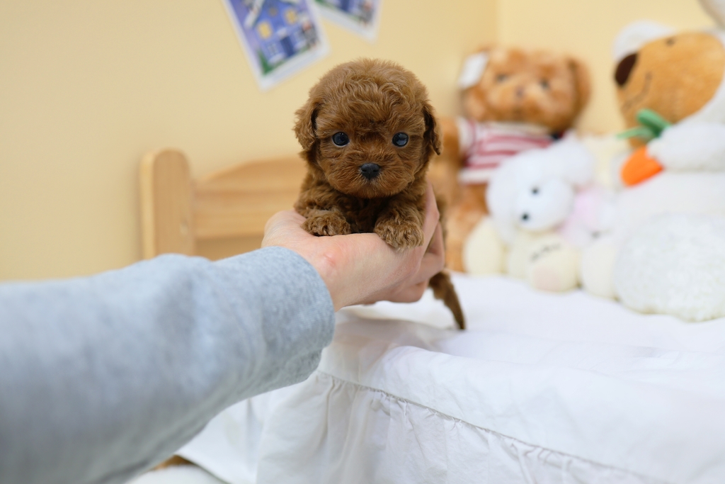 Ȯ�� �̹���