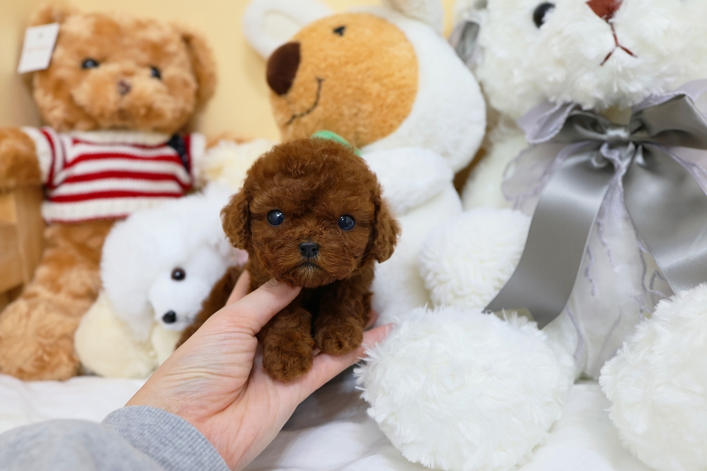 Ȯ�� �̹���