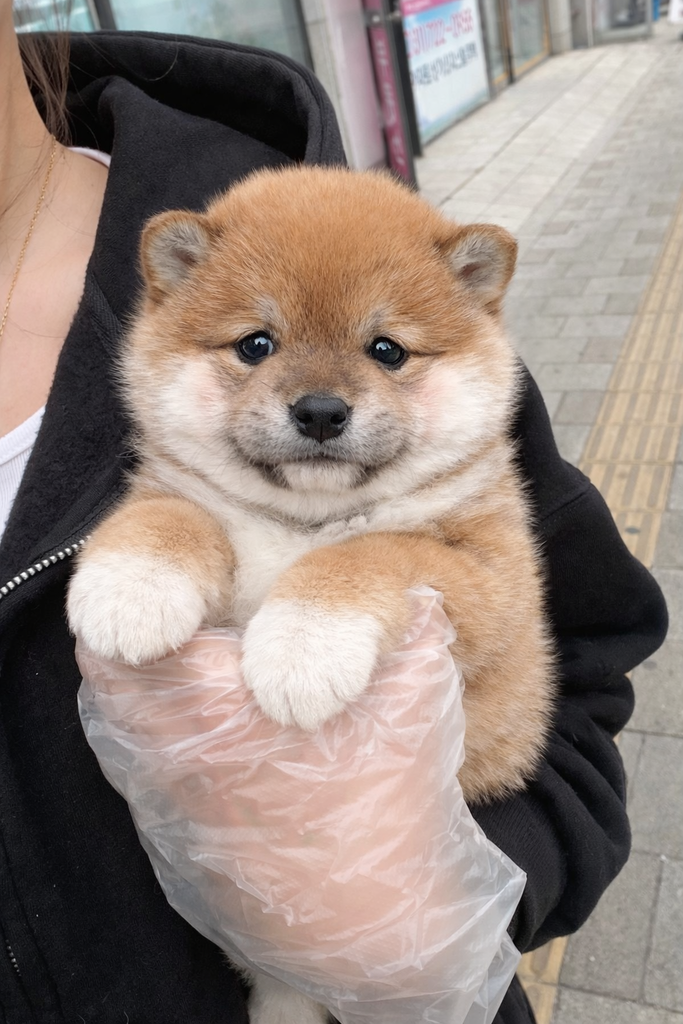 Ȯ�� �̹���