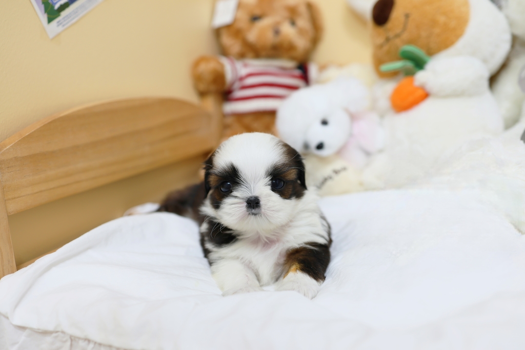 Ȯ�� �̹���