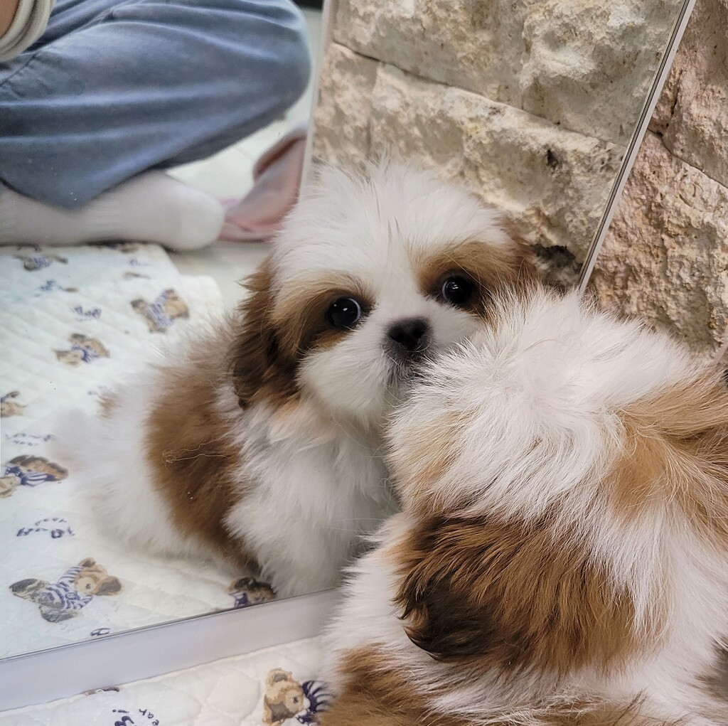 Ȯ�� �̹���