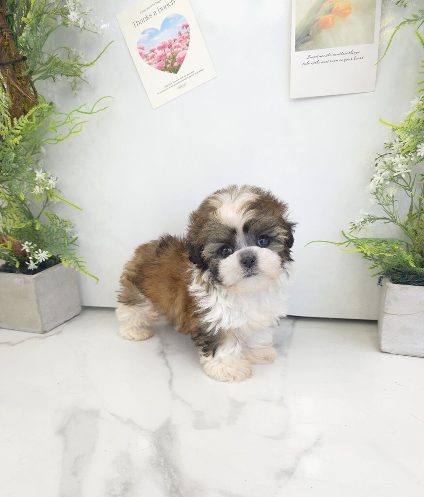 Ȯ�� �̹���