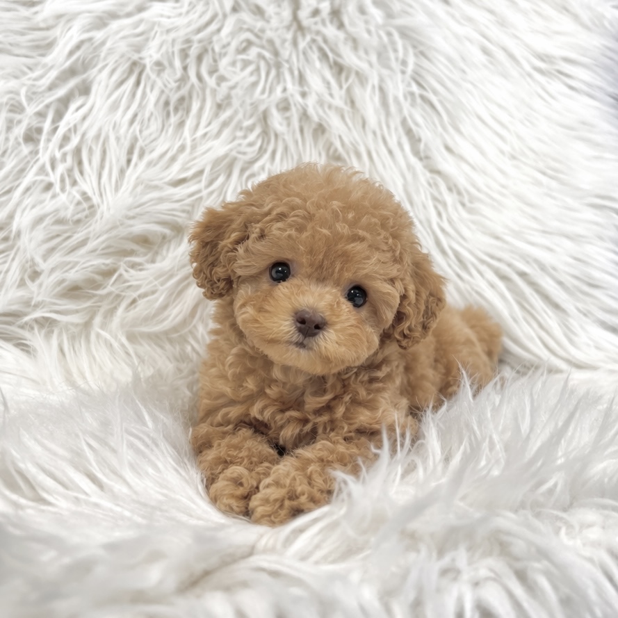 Ȯ�� �̹���