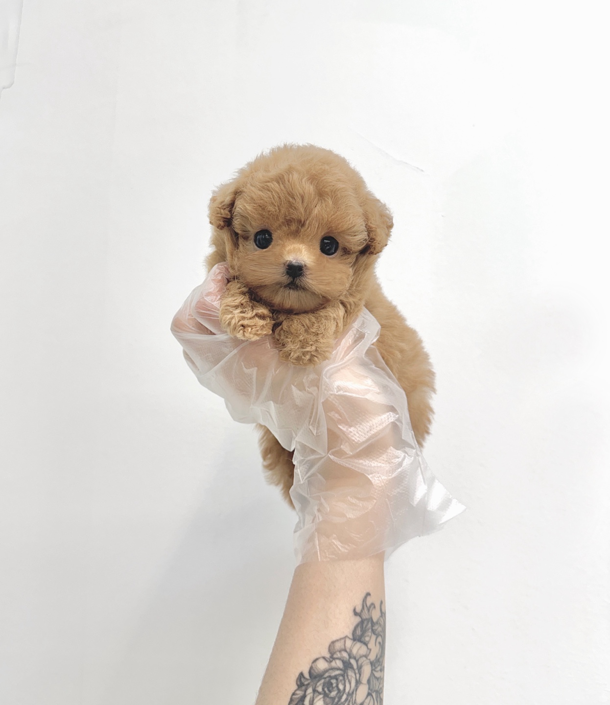 Ȯ�� �̹���