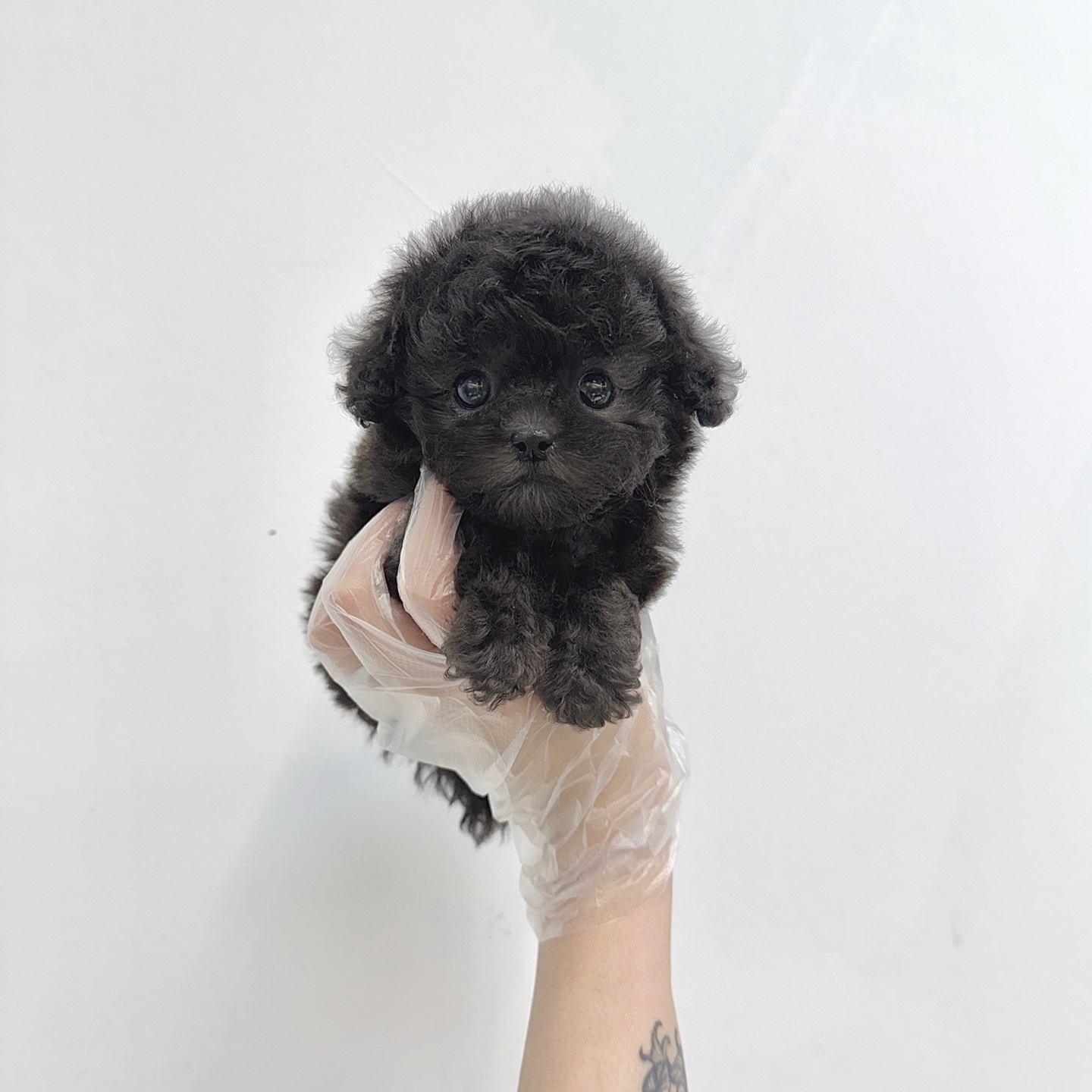 Ȯ�� �̹���