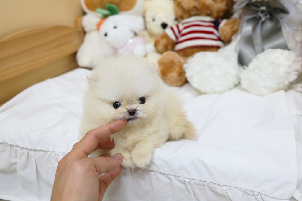 Ȯ�� �̹���