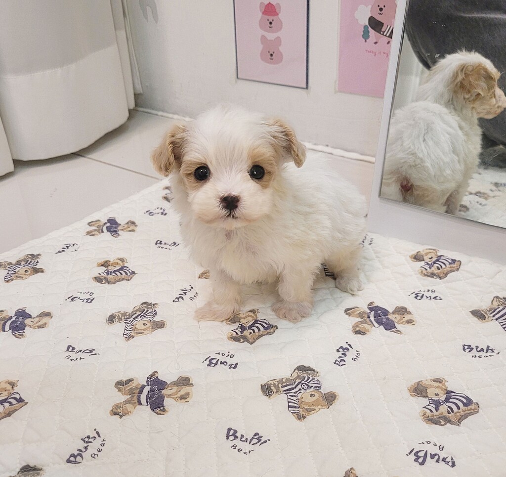 Ȯ�� �̹���