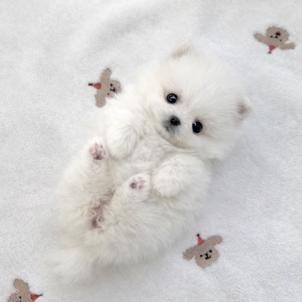 Ȯ�� �̹���