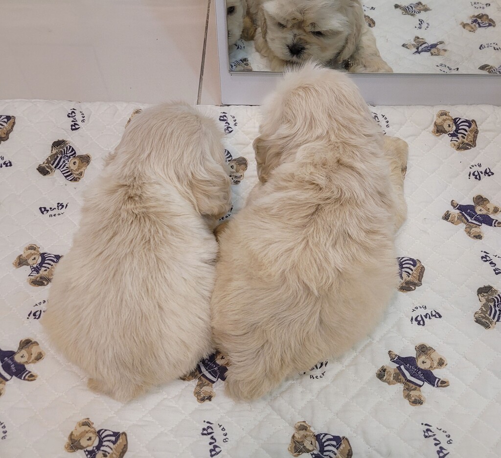 Ȯ�� �̹���