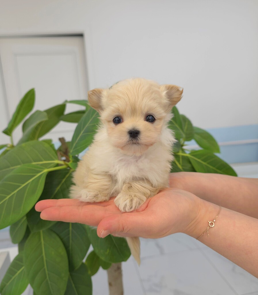 Ȯ�� �̹���