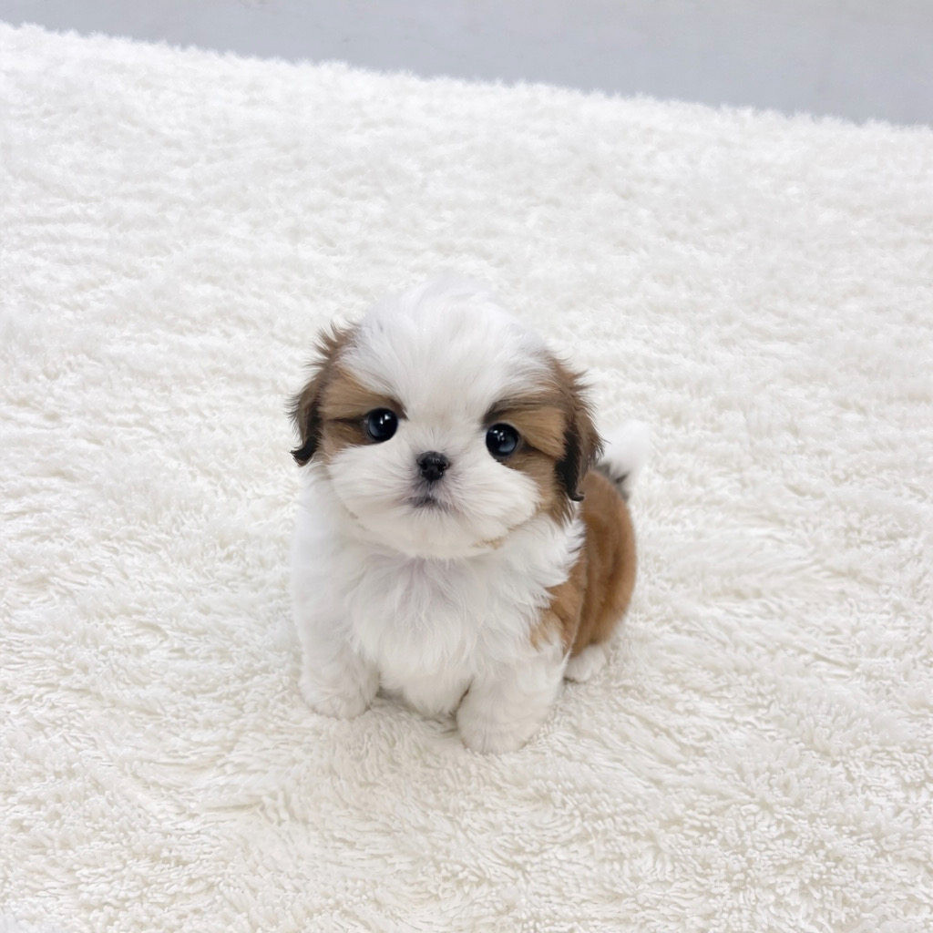 Ȯ�� �̹���