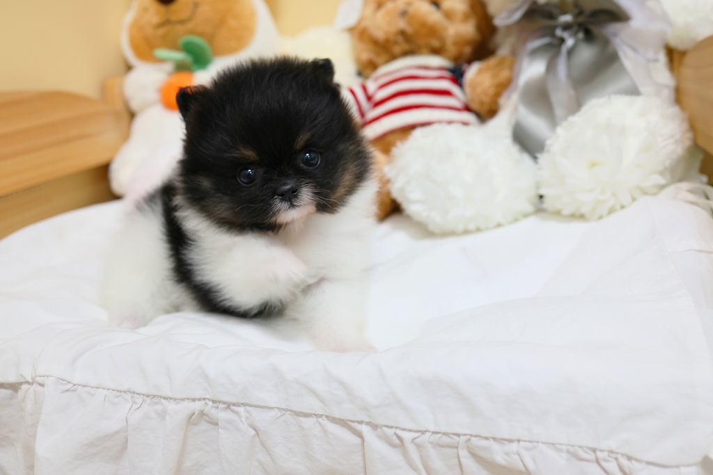 Ȯ�� �̹���