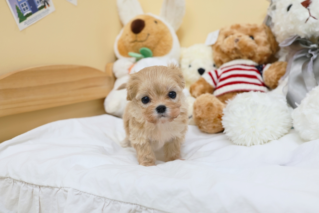 Ȯ�� �̹���