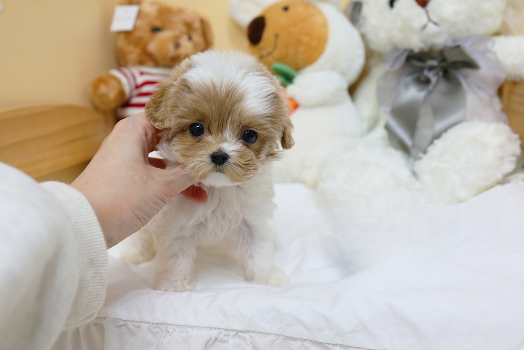 Ȯ�� �̹���