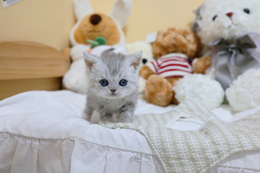 Ȯ�� �̹���