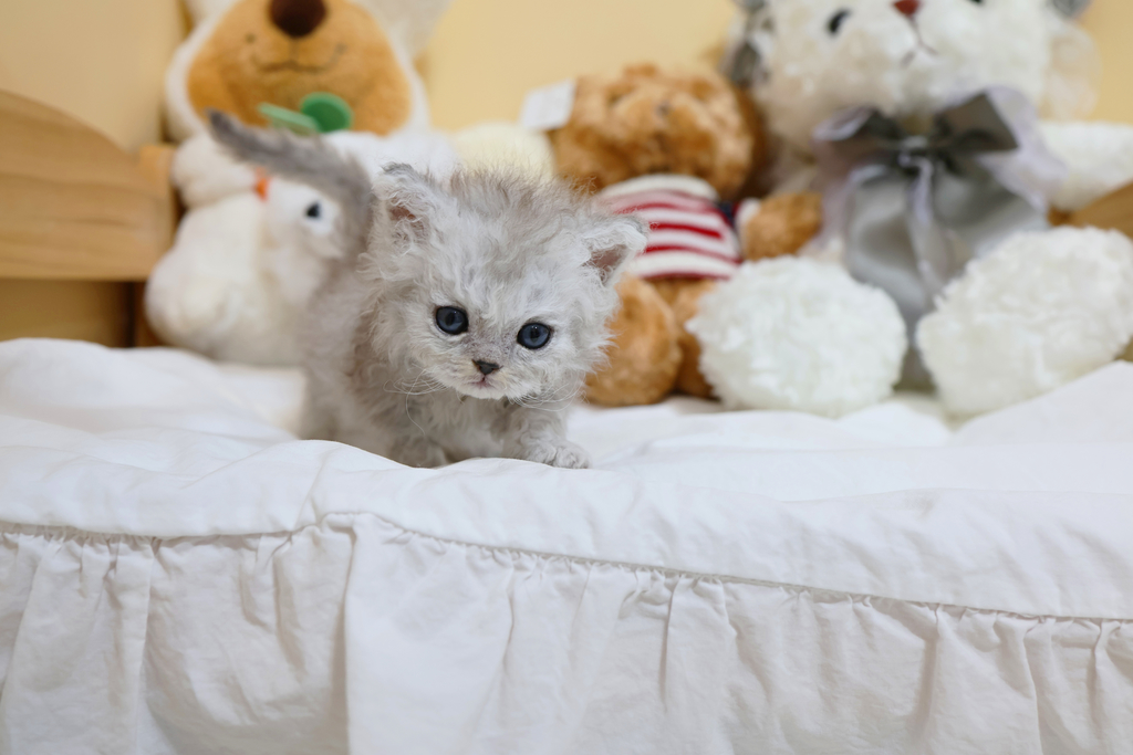 Ȯ�� �̹���