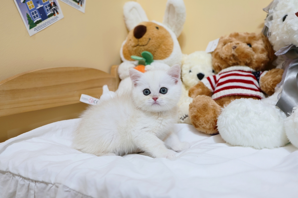 Ȯ�� �̹���