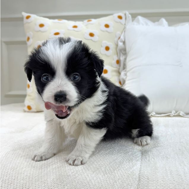 Ȯ�� �̹���