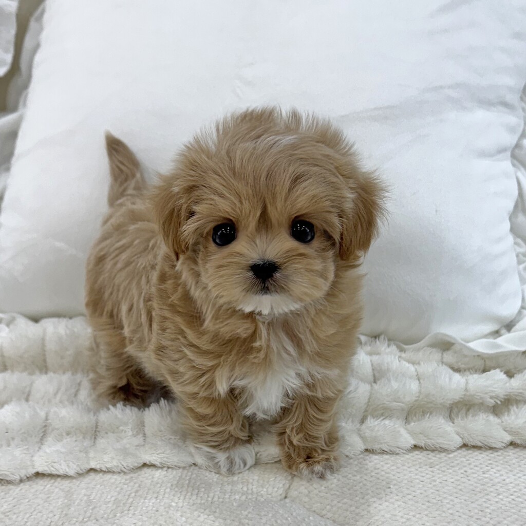 Ȯ�� �̹���