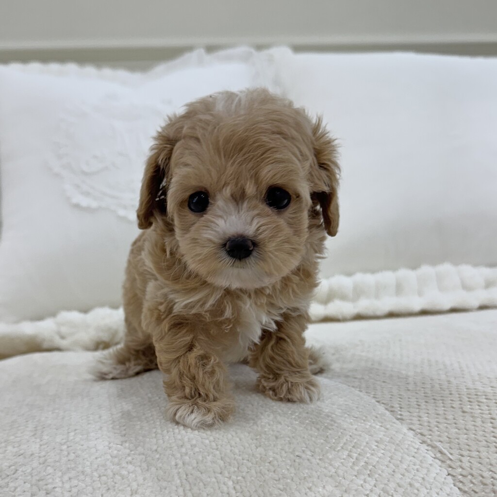 Ȯ�� �̹���