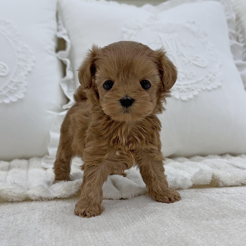 Ȯ�� �̹���