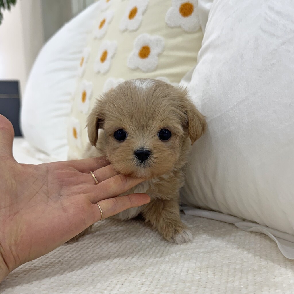 Ȯ�� �̹���