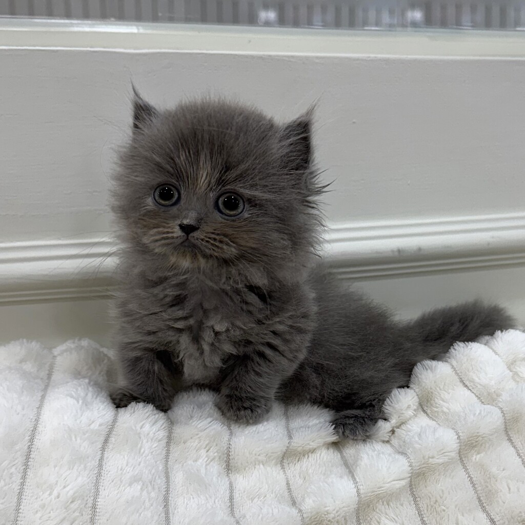 Ȯ�� �̹���