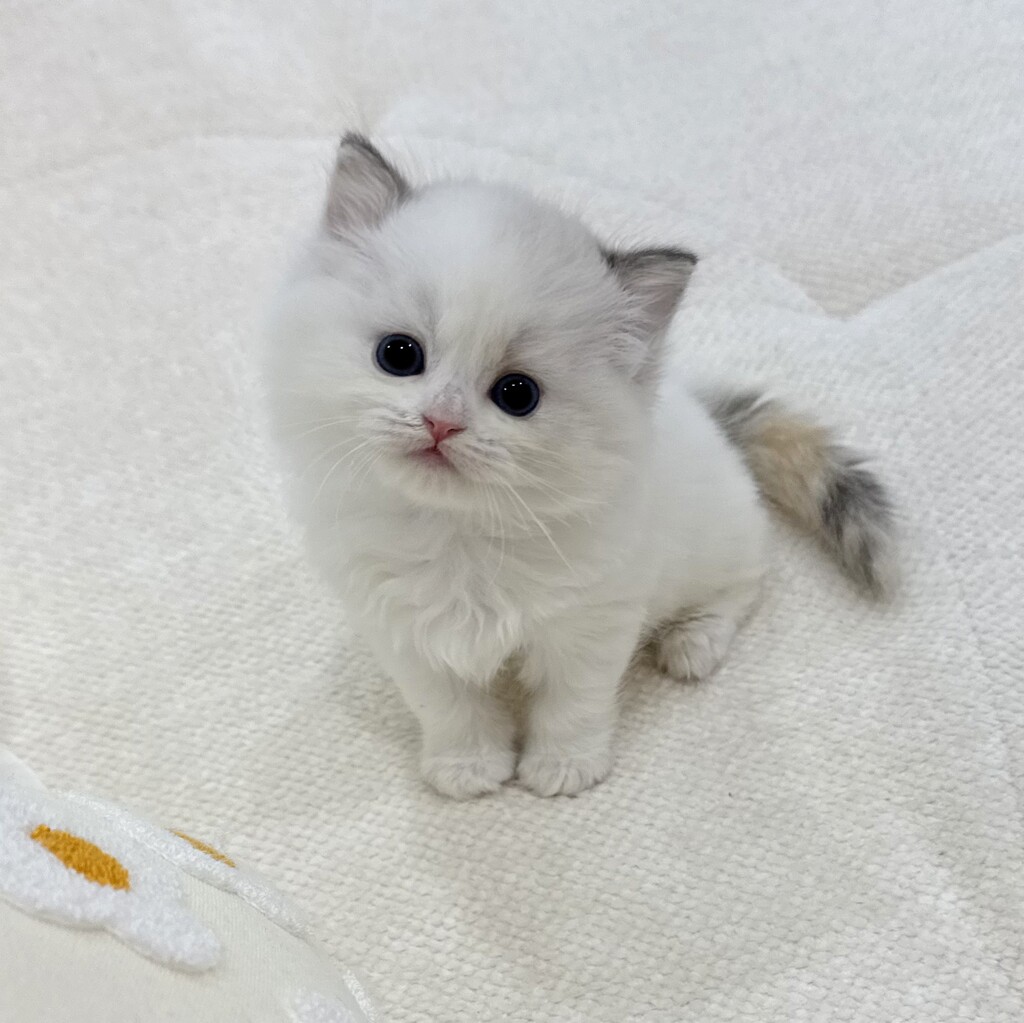 Ȯ�� �̹���