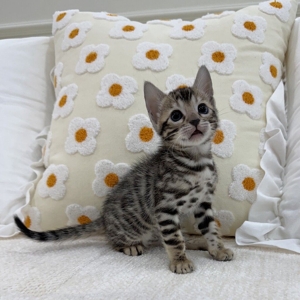 Ȯ�� �̹���