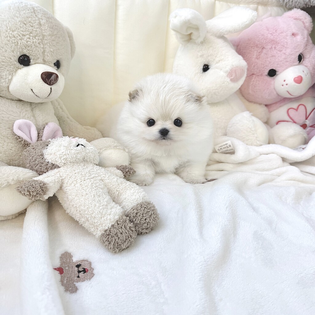 Ȯ�� �̹���