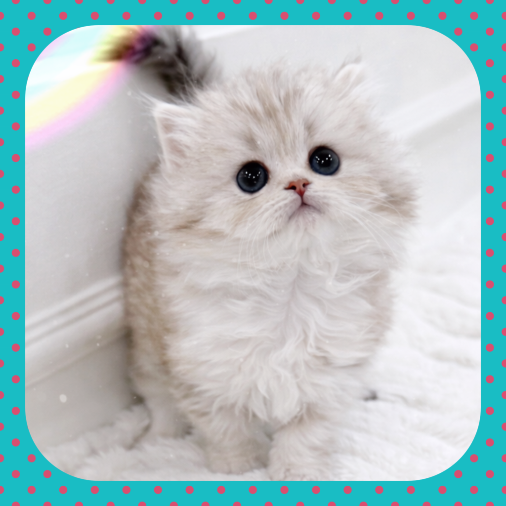 Ȯ�� �̹���