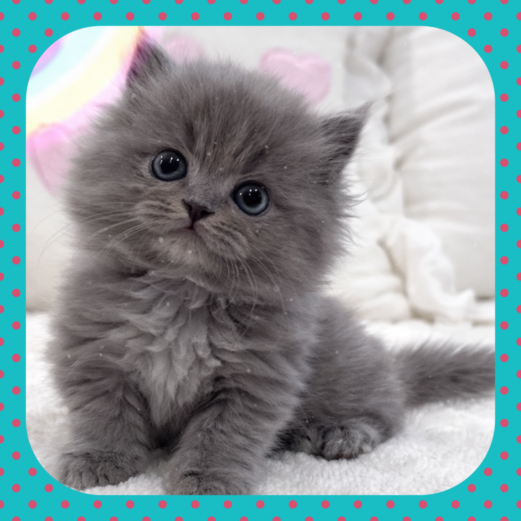 Ȯ�� �̹���