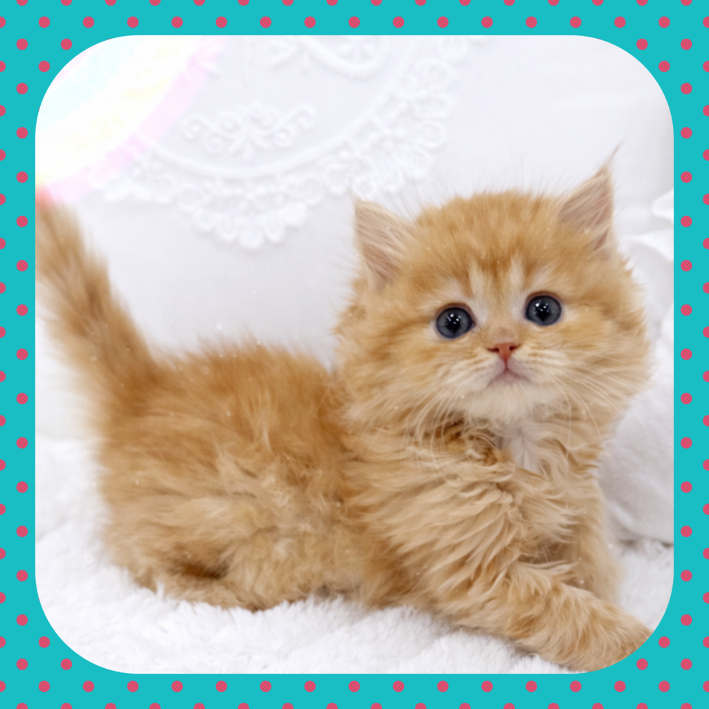 Ȯ�� �̹���